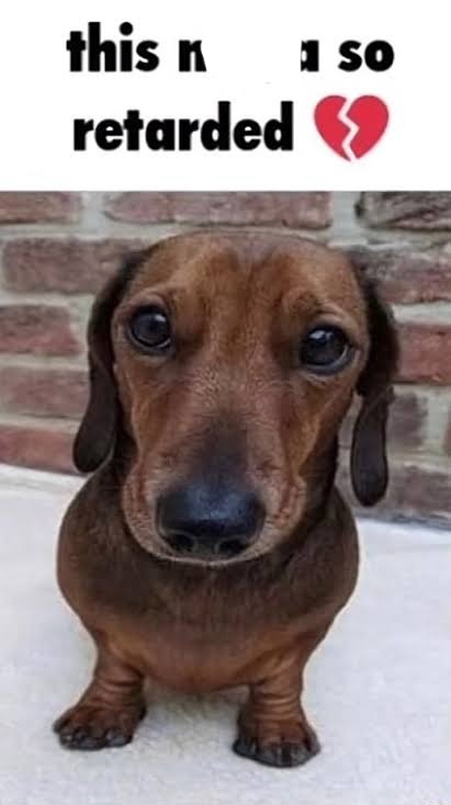 This nigga so retarded dog | image tagged in this nigga so retarded dog | made w/ Imgflip meme maker