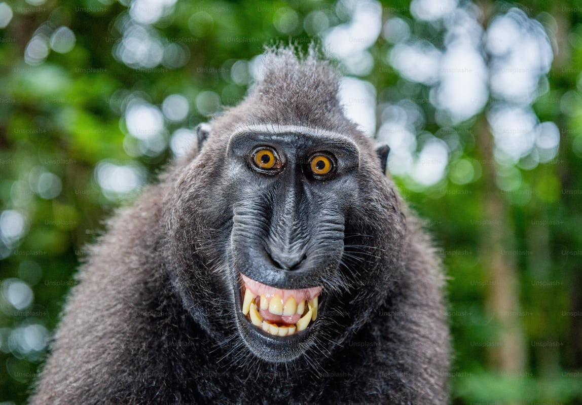 Monkey Blank Meme Template