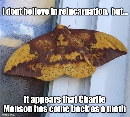 Moth Manson | I dont believe in reincarnation,  but... It appears that Charlie Manson has come back as a moth | image tagged in charles manson,moth,moth meme,reincarnation,strange,nature | made w/ Imgflip meme maker
