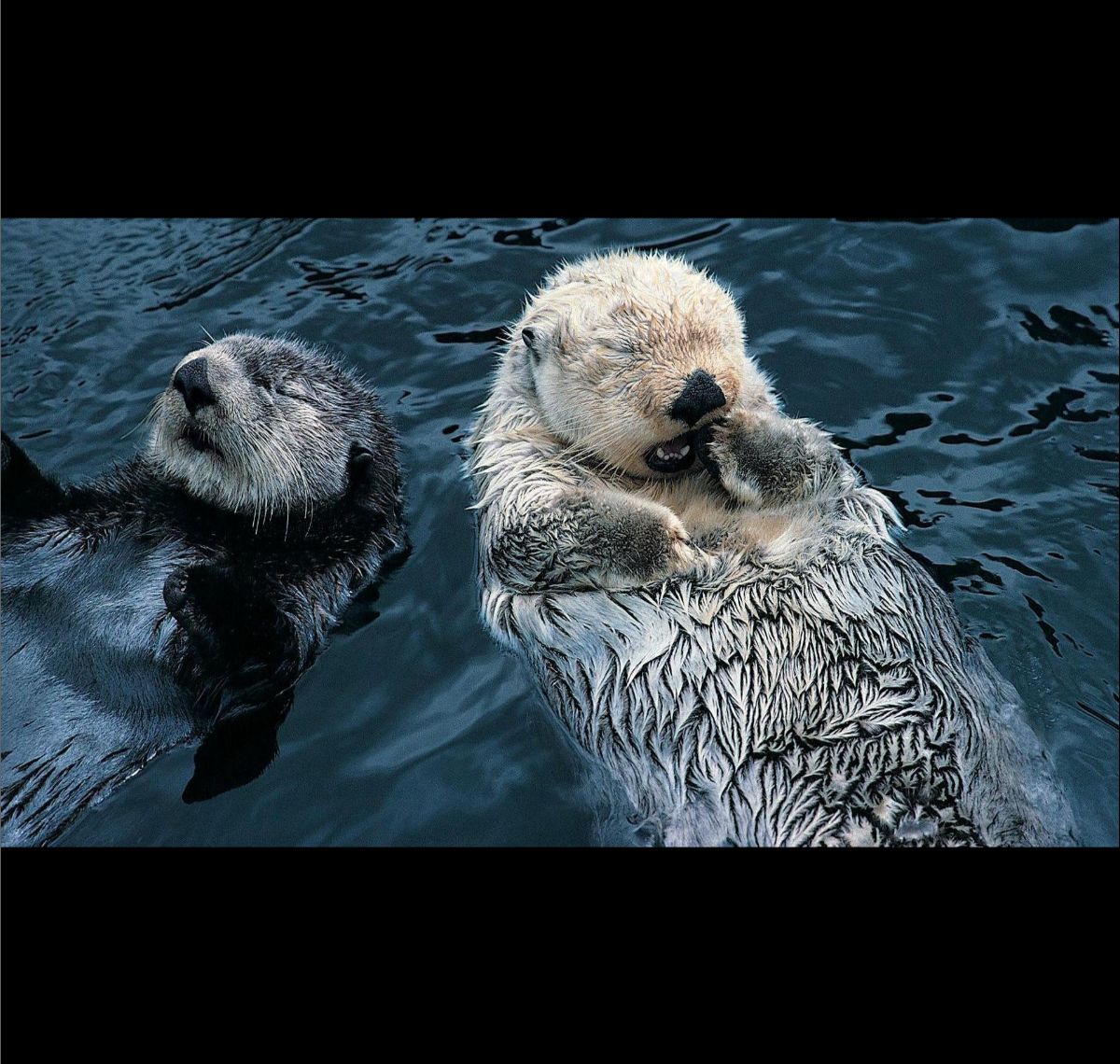 Otter yawning Blank Meme Template