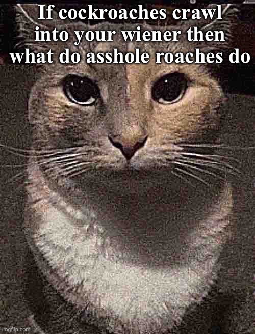 dark | If cockroaches crawl into your wiener then what do asshole roaches do | image tagged in cat dead stare | made w/ Imgflip meme maker