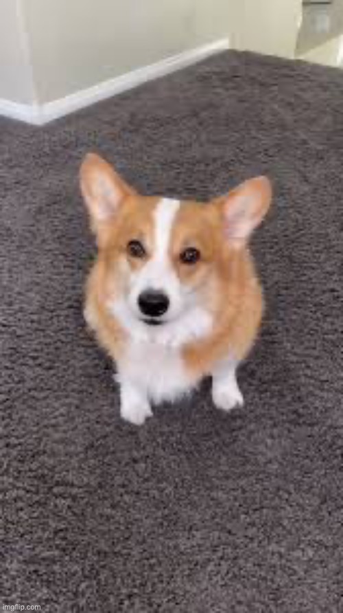Hammy | image tagged in hammy | made w/ Imgflip meme maker
