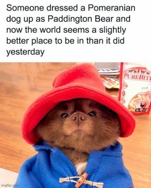 Pommington | image tagged in funny dogs,paddington bear,pomeranian,dogs,wholesome content,repost | made w/ Imgflip meme maker