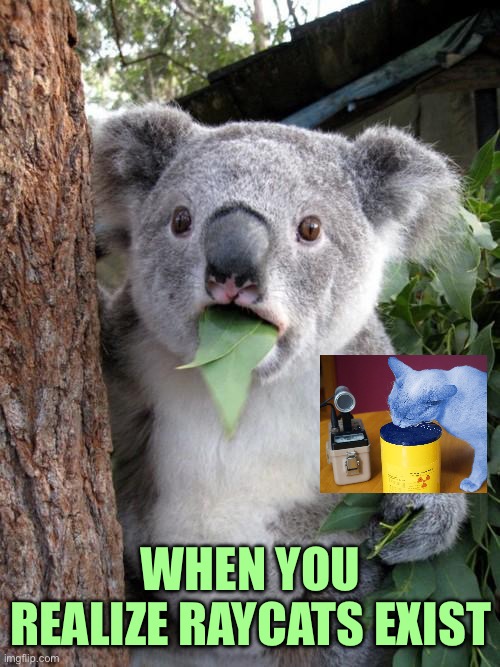 I.am | WHEN YOU REALIZE RAYCATS EXIST | image tagged in memes,surprised koala | made w/ Imgflip meme maker
