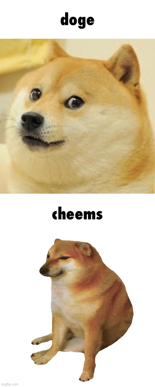 doge cheems | image tagged in memes,doge,cheems | made w/ Imgflip meme maker