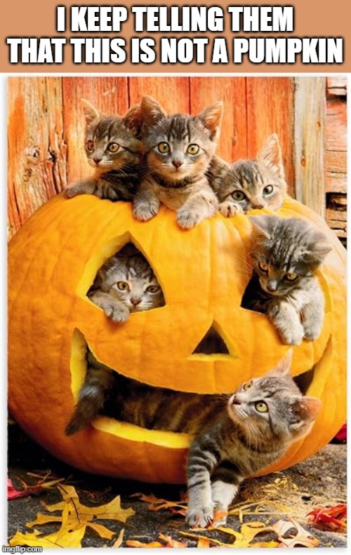 I keep telling the kittens that this pumpkin is not a box.   --  funny  -- | I KEEP TELLING THEM THAT THIS IS NOT A PUMPKIN | image tagged in cats,funny,kittens,humor,halloween,pumpkin | made w/ Imgflip meme maker