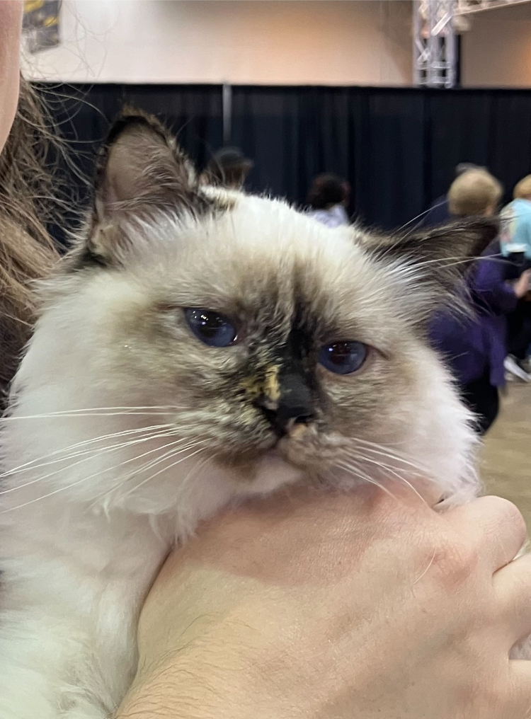 Grumpy Cat Jr. Blank Meme Template