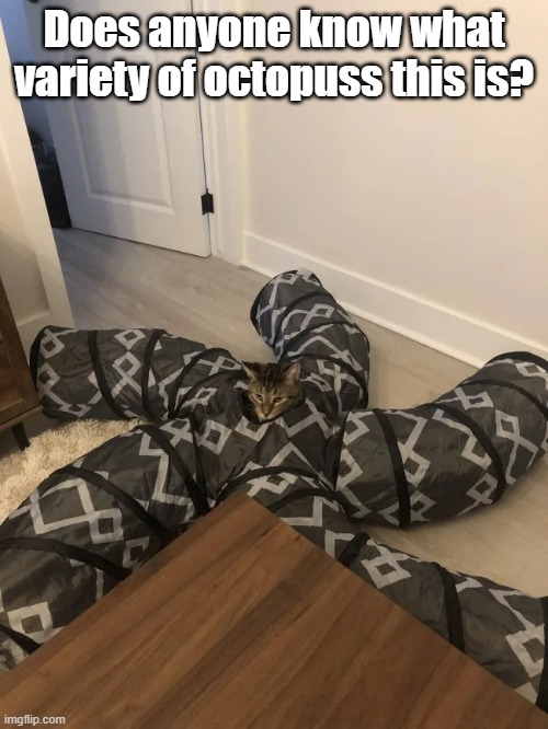 Octopuss | Does anyone know what variety of octopuss this is? | image tagged in octopus,pet,animal,identification | made w/ Imgflip meme maker