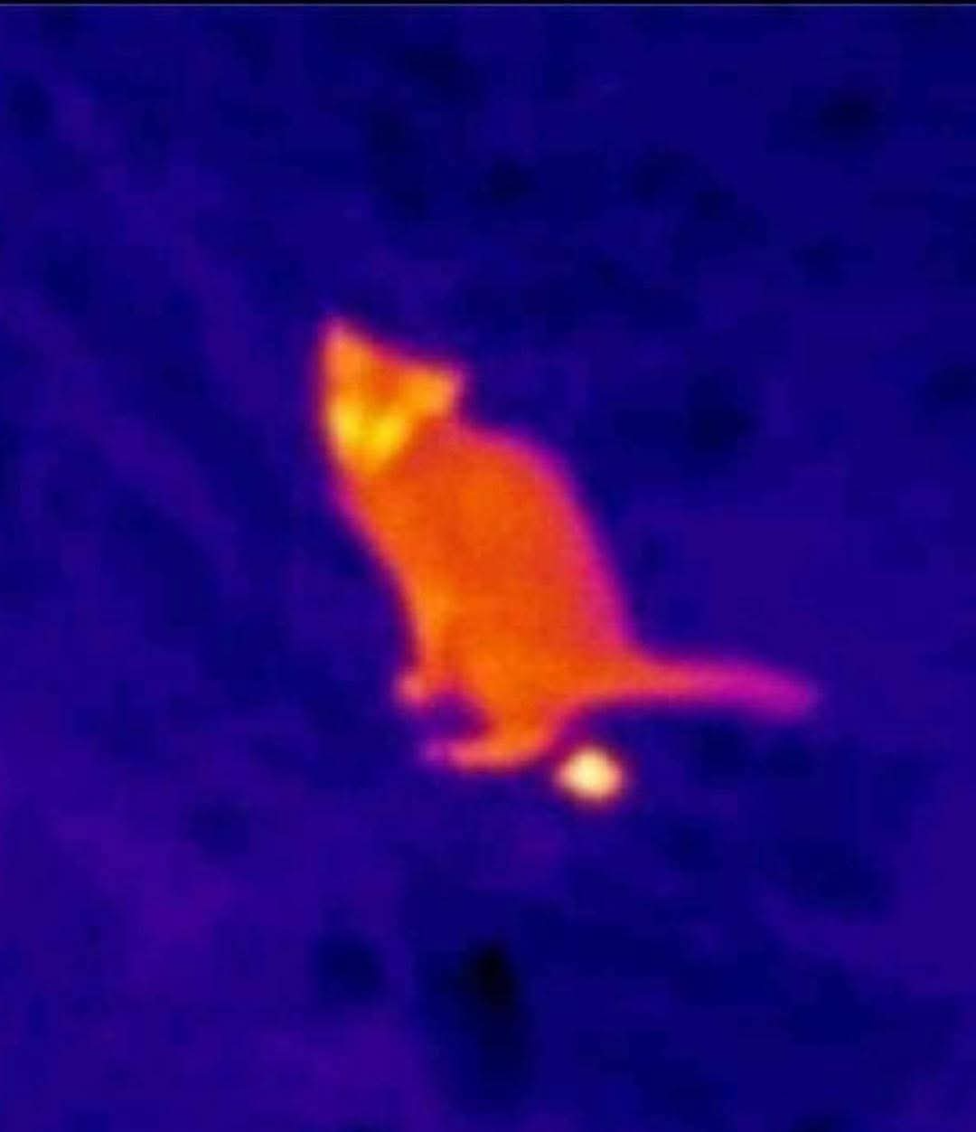 thermal cat poop Blank Meme Template