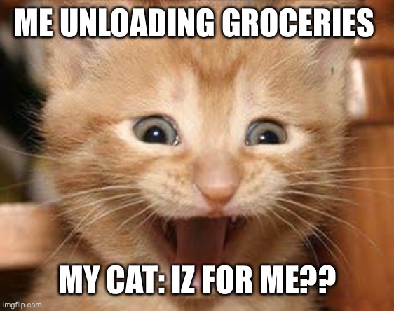 Cats | ME UNLOADING GROCERIES; MY CAT: IZ FOR ME?? | image tagged in memes,excited cat | made w/ Imgflip meme maker