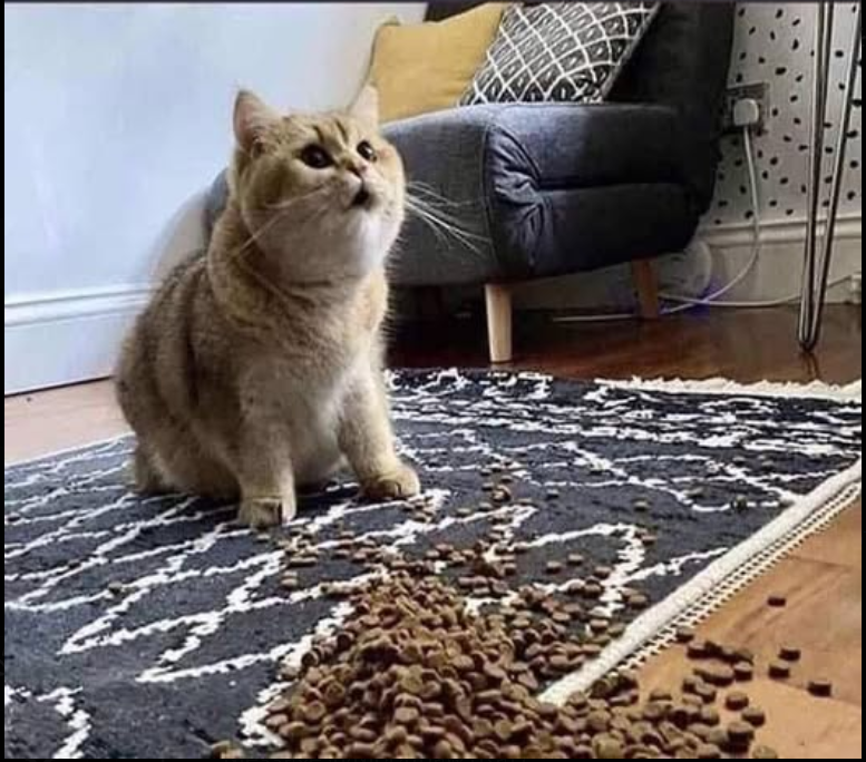 High Quality Shocked Cat Blank Meme Template