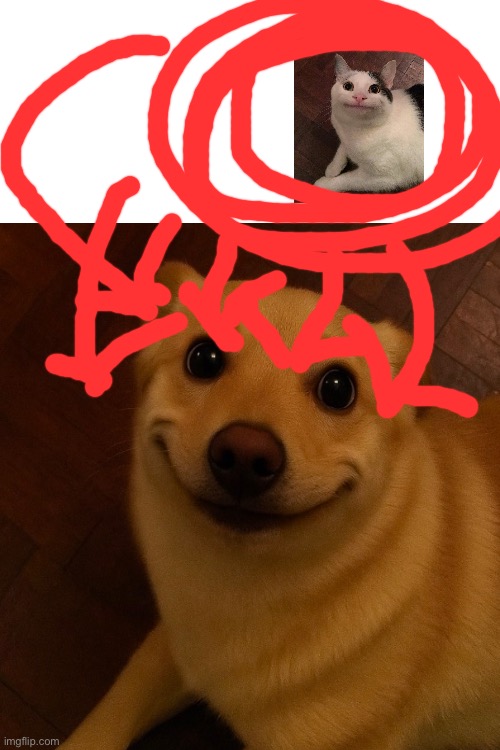 Is this real? | image tagged in beluga,dog,floor,board | made w/ Imgflip meme maker
