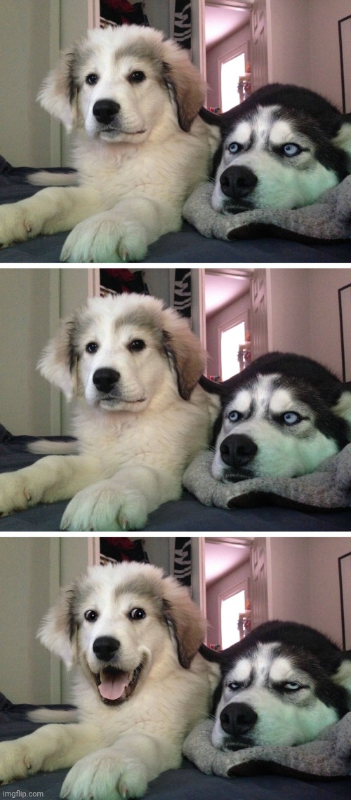 Bad pun dogs | image tagged in bad pun dogs | made w/ Imgflip meme maker