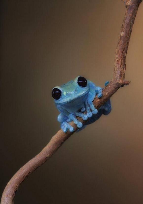High Quality Blue Frog Blank Meme Template