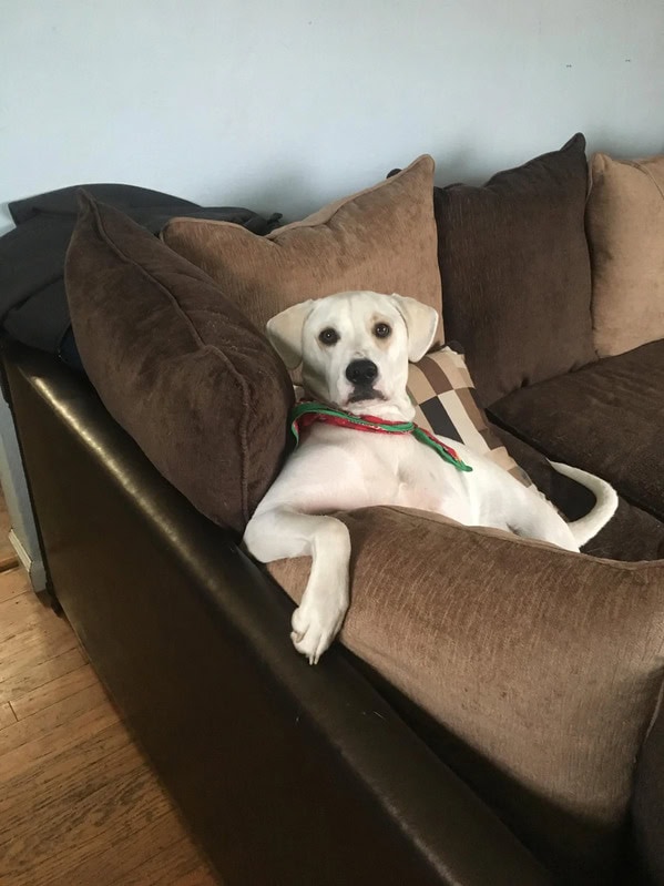 dog on couch Blank Meme Template