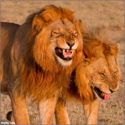 Who Knew Lions Had A Sense Of Humour ? | image tagged in cats,lions,humour | made w/ Imgflip meme maker