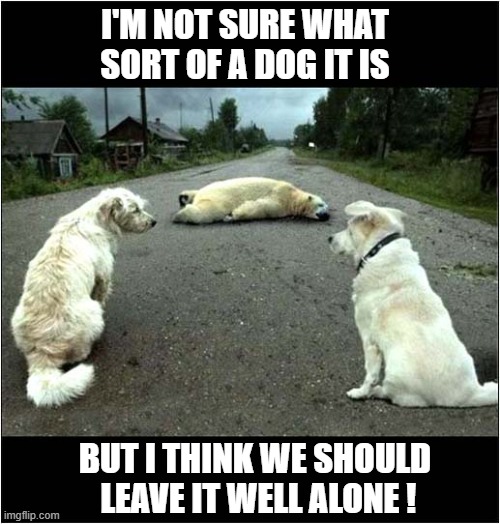A Strange Encounter | I'M NOT SURE WHAT
SORT OF A DOG IT IS; BUT I THINK WE SHOULD
 LEAVE IT WELL ALONE ! | image tagged in dogs,polar bear,encounter | made w/ Imgflip meme maker