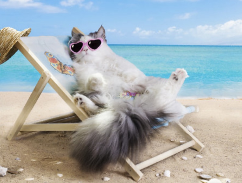 Cool cat Blank Meme Template
