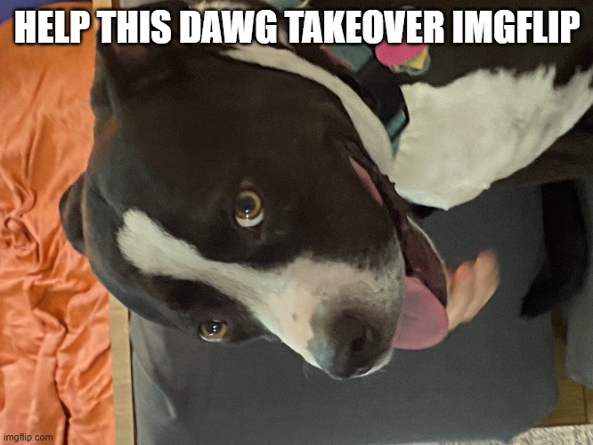 dogi | HELP THIS DAWG TAKEOVER IMGFLIP | image tagged in dogi | made w/ Imgflip meme maker