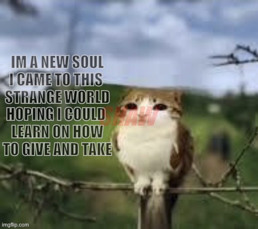 lyrics on this template bc yes | IM A NEW SOUL
I CAME TO THIS 
STRANGE WORLD
HOPING I COULD 
LEARN ON HOW
TO GIVE AND TAKE; SHAW | image tagged in a meowl | made w/ Imgflip meme maker