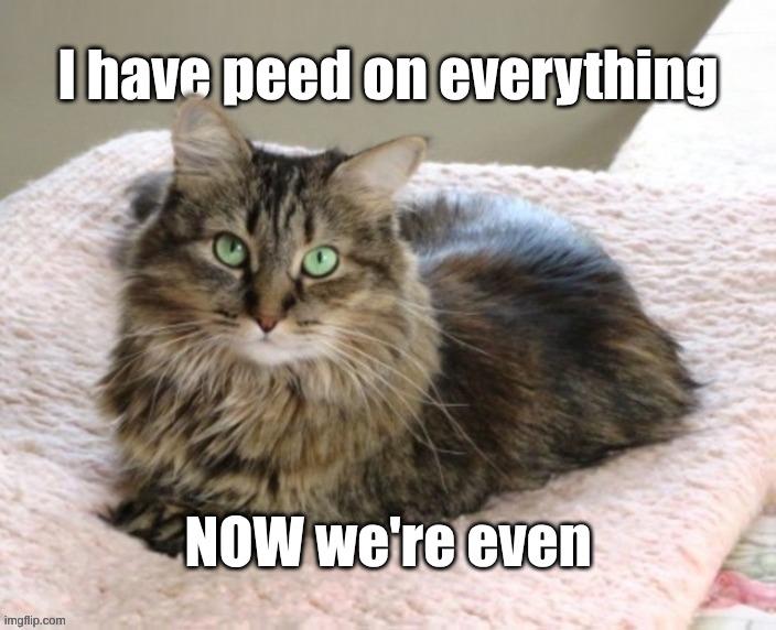 Revenge Piss | NOW we're even | image tagged in cat,piss,everything,revenge,one does not simply | made w/ Imgflip meme maker
