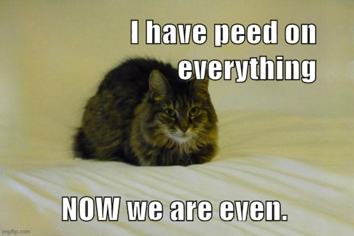 Revenge Piss | image tagged in i can has cheezburger cat,pee,revenge,cat,do all the things | made w/ Imgflip meme maker