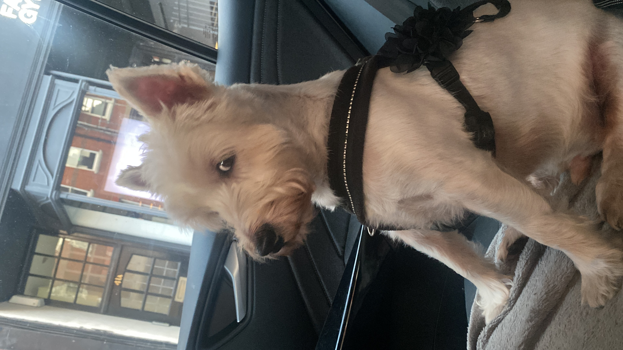 Side-Eye Judging Westie Blank Meme Template