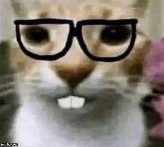 The fucking stupidass cat | image tagged in the fucking stupidass cat | made w/ Imgflip meme maker