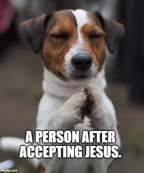 praying dog | A PERSON AFTER ACCEPTING JESUS. | image tagged in praying dog | made w/ Imgflip meme maker