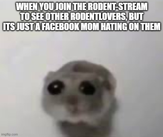 sadness | WHEN YOU JOIN THE RODENT-STREAM TO SEE OTHER RODENTLOVERS, BUT ITS JUST A FACEBOOK MOM HATING ON THEM | image tagged in sad mouse tiktok | made w/ Imgflip meme maker
