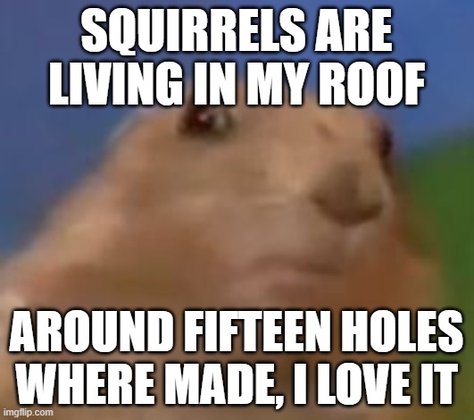 life is good | SQUIRRELS ARE LIVING IN MY ROOF; AROUND FIFTEEN HOLES WHERE MADE, I LOVE IT | image tagged in shocked rodent | made w/ Imgflip meme maker