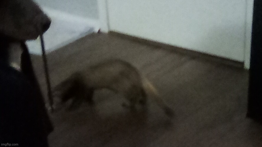 My mom's friend has lots of pet animals, including a ferret! I think his names dexter | made w/ Imgflip meme maker