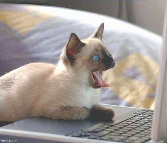 Gatinho assustado | image tagged in cat programmer | made w/ Imgflip meme maker