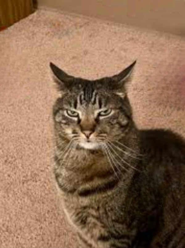 High Quality You have to be kitty me Blank Meme Template