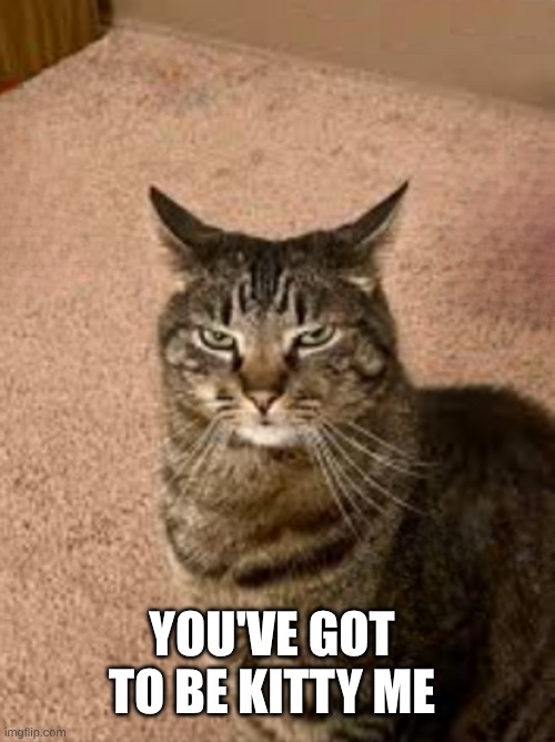 You're no pun | YOU'VE GOT TO BE KITTY ME | image tagged in you have to be kitty me,are you kidding me,cat,sarcasm,pun,dank | made w/ Imgflip meme maker