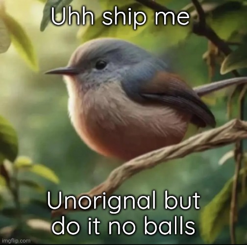 No balls | Uhh ship me; Unorignal but do it no balls | image tagged in no balls | made w/ Imgflip meme maker