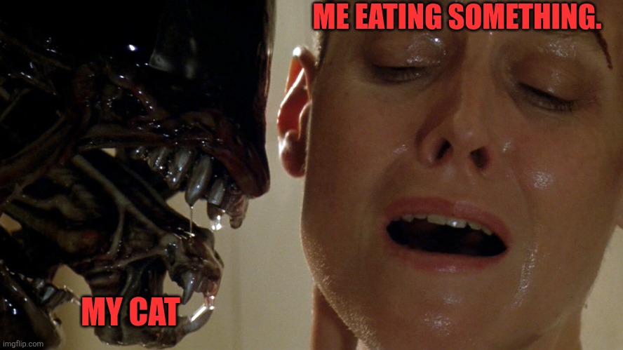 Trying to eat when you have a cat. | ME EATING SOMETHING. MY CAT | image tagged in ripley-aliens | made w/ Imgflip meme maker