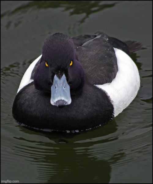 Bread are cool | image tagged in angry duck | made w/ Imgflip meme maker