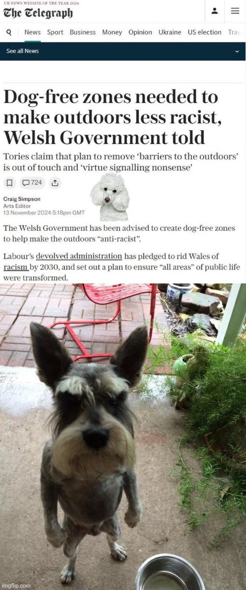 Dog Free Zones dumbass idea | image tagged in angry dog,dumbass,ideas | made w/ Imgflip meme maker