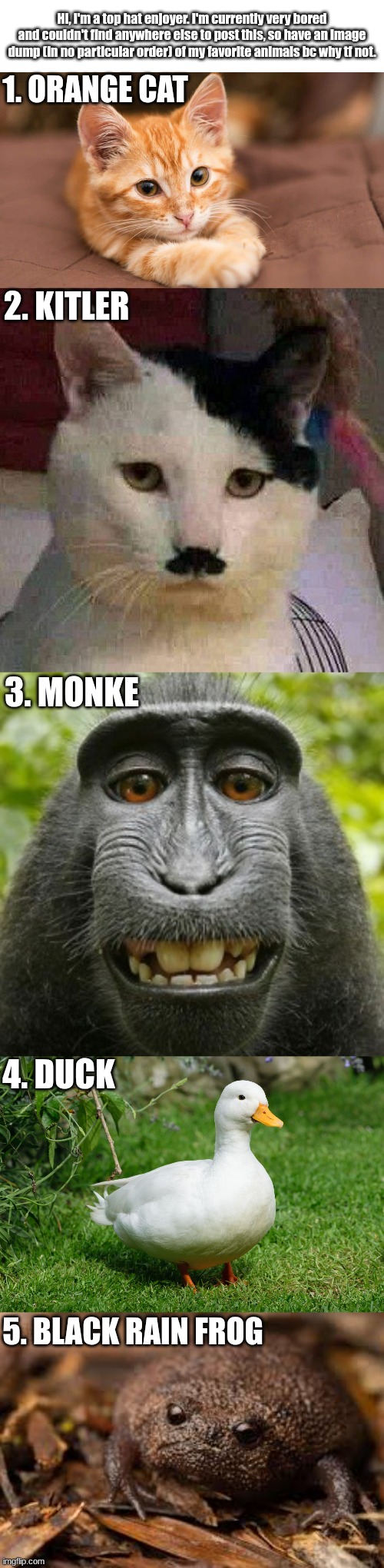 "Hello there!" - Obi-Wan Kenobi (at least three times) | Hi, I'm a top hat enjoyer. I'm currently very bored and couldn't find anywhere else to post this, so have an image dump (in no particular order) of my favorite animals bc why tf not. 1. ORANGE CAT; 2. KITLER; 3. MONKE; 4. DUCK; 5. BLACK RAIN FROG | image tagged in monke,hitler,duck,avocado | made w/ Imgflip meme maker