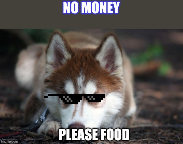 Maple_Husky | NO MONEY; PLEASE FOOD | image tagged in maple_husky | made w/ Imgflip meme maker