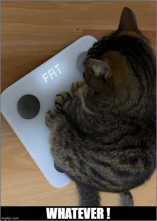 Just Look At That ! | WHATEVER ! | image tagged in cats,fat cat,scales,whatever | made w/ Imgflip meme maker