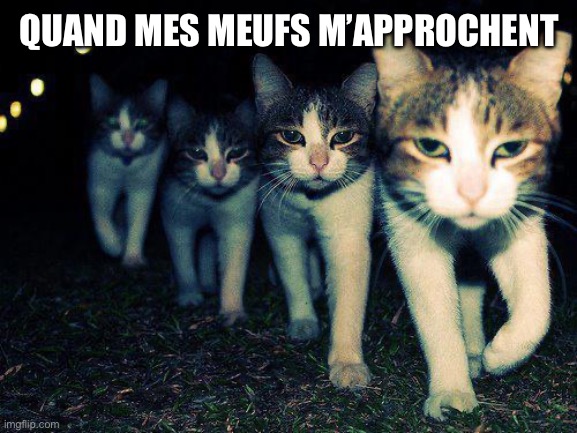 Wrong neighbourhood cats - mes meufs | QUAND MES MEUFS M’APPROCHENT | image tagged in memes,wrong neighboorhood cats,love,girlfriend,school | made w/ Imgflip meme maker