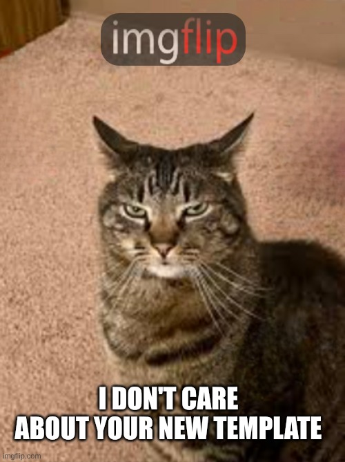You have to be kitty me | I DON'T CARE ABOUT YOUR NEW TEMPLATE | image tagged in you have to be kitty me,imgflip community,new template,template,cat,meanwhile on imgflip | made w/ Imgflip meme maker