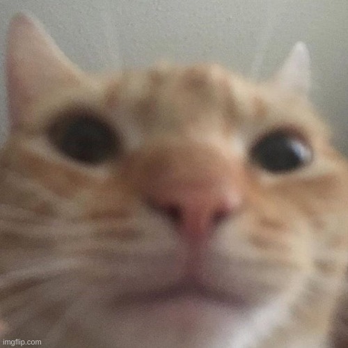 Close up cat | image tagged in close up cat | made w/ Imgflip meme maker