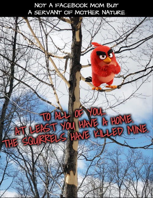 NOT A FACEBOOK MOM BUT A SERVANT OF MOTHER NATURE TO ALL OF YOU...
AT LEAST YOU HAVE A HOME.
THE SQUIRRELS HAVE KILLED MINE. | made w/ Imgflip meme maker