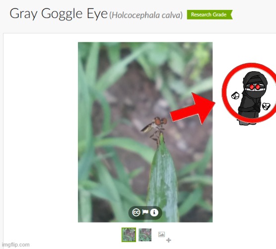 this fly looks like hank because of its eyes | image tagged in funny,memes,madness combat | made w/ Imgflip meme maker