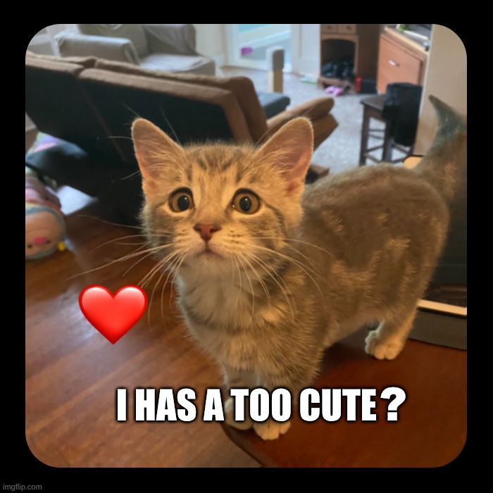 Cuteness Overload | I HAS A TOO CUTE; ? | image tagged in kitten,cuteness overload,cat,cute,love,kitty | made w/ Imgflip meme maker