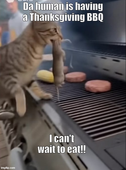 Thanksgiving | Da human is having a Thanksgiving BBQ; I can't wait to eat!! | image tagged in thanksgiving dinner,cats,funny cats,thanksgiving,funny cat memes | made w/ Imgflip meme maker