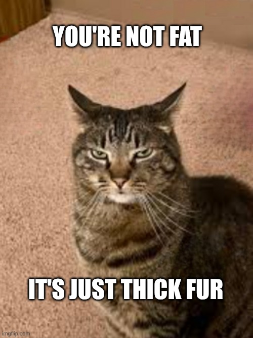 Thick Fur | YOU'RE NOT FAT IT'S JUST THICK FUR | image tagged in you have to be kitty me,thick,furry,what if i told you,cat,kitty | made w/ Imgflip meme maker